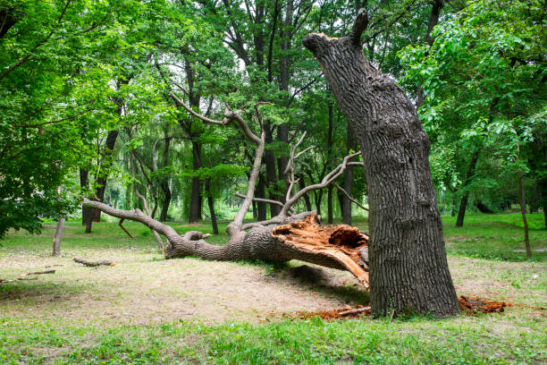 How Our Tree Care Process Works  in  Lovejoy, GA