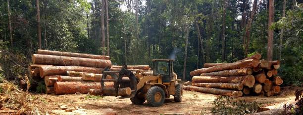 Reliable Lovejoy, GA Tree Care Solutions