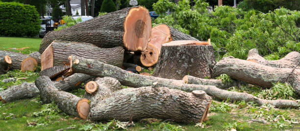 Best Leaf Removal  in Lovejoy, GA