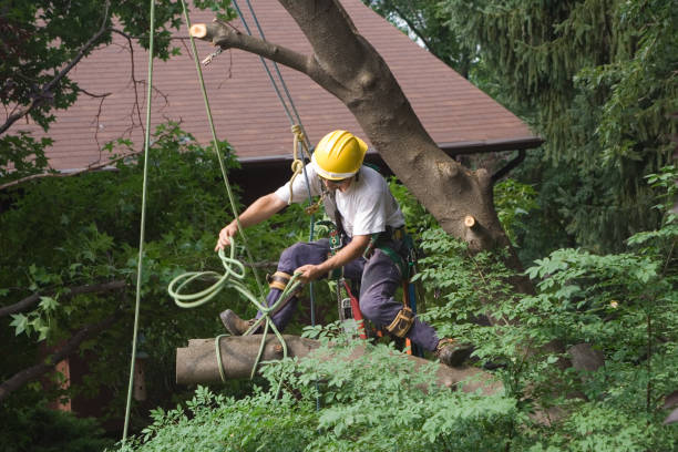 Best Tree Removal  in Lovejoy, GA