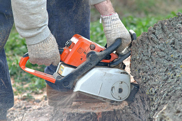 Best Tree Cabling and Bracing  in Lovejoy, GA