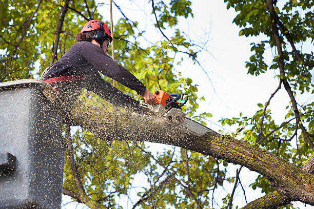Best Arborist Consultation Services  in Lovejoy, GA