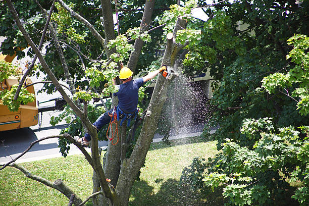 Best Tree and Shrub Care  in Lovejoy, GA