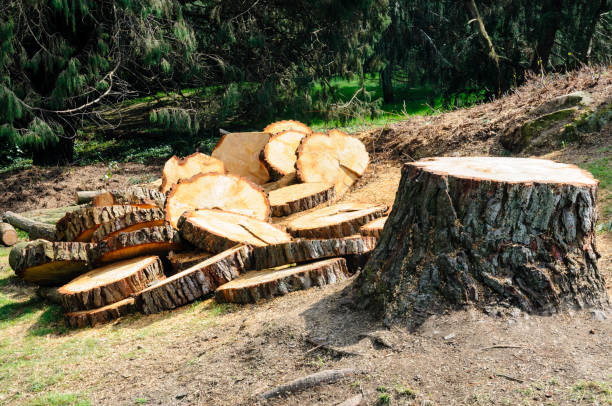  Lovejoy, GA Tree Care Pros